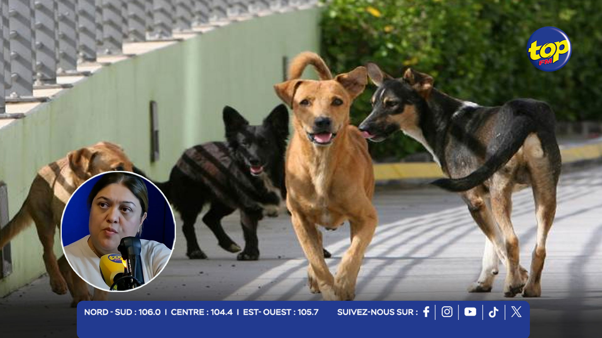 CHIEN ERRANTS CHIEN ERRANTS
