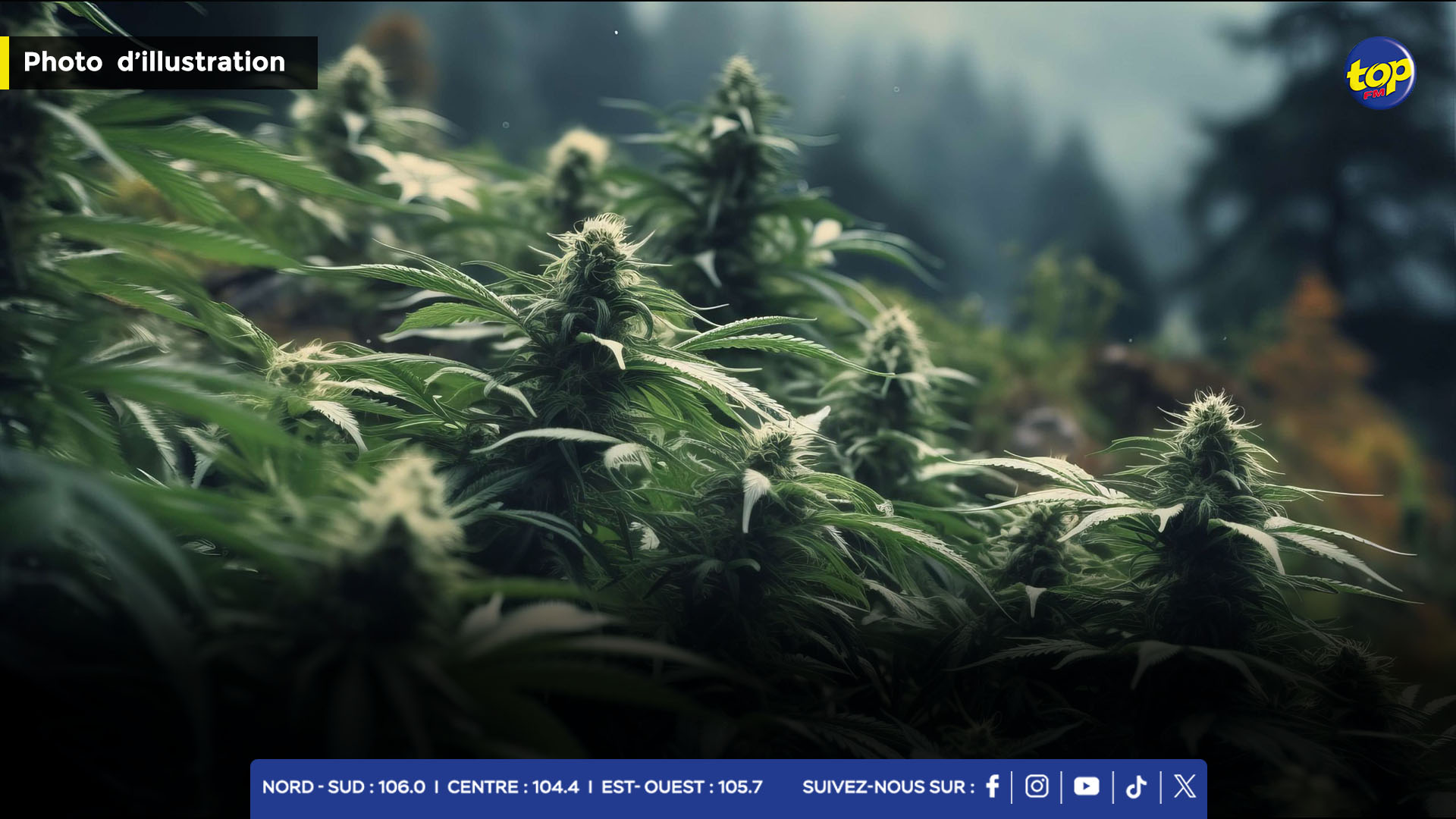 Lutte contre la drogue : l'ADSU déracine plusieurs plants de cannabis à travers l'île