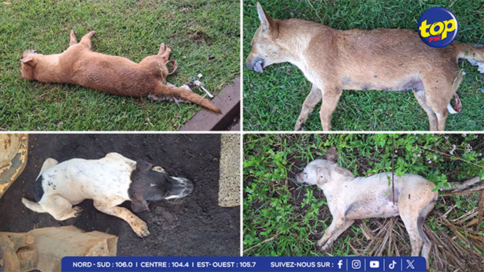 À Moka : Quatre chiens empoisonnés, la présidente de Pink Pony Charity Trust dénonce le laxisme de la police 