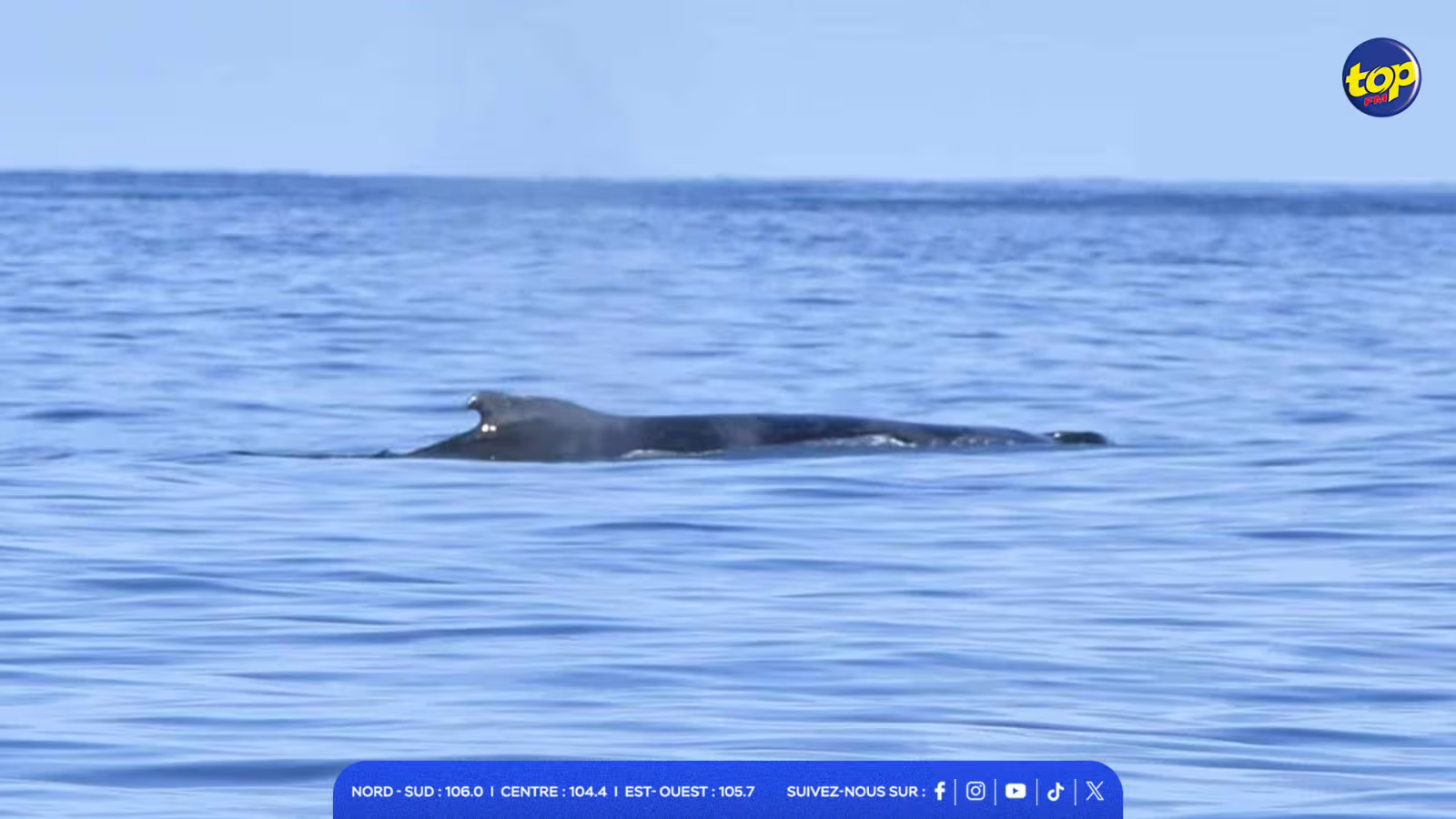 Au large de Poudre d’Or : L’Indian Ocean Marine Life Foundation exprime ses inquiétudes après la découverte d’une carcasse de cachalot… des tentatives en cours en vue de confirmer l’identité du cétacé
