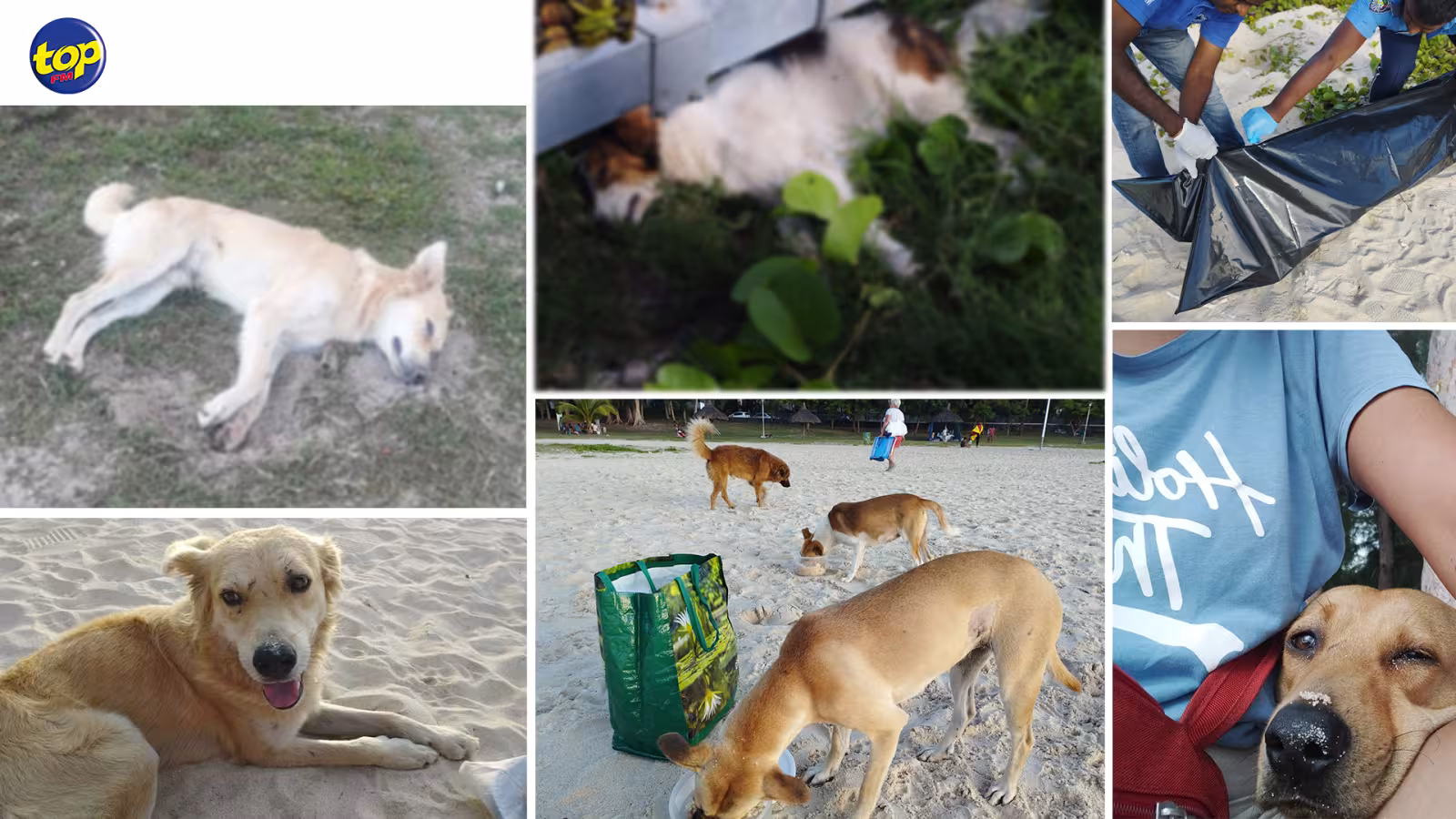 Empoisonnement de nombreux chiens sur la plage de Flic-en-Flac : « Aidez-nous à retrouver les coupables…on demande aux autorités de visionner les images des caméras de surveillance et de mener leur enquête », plaide Reena, une secouriste
