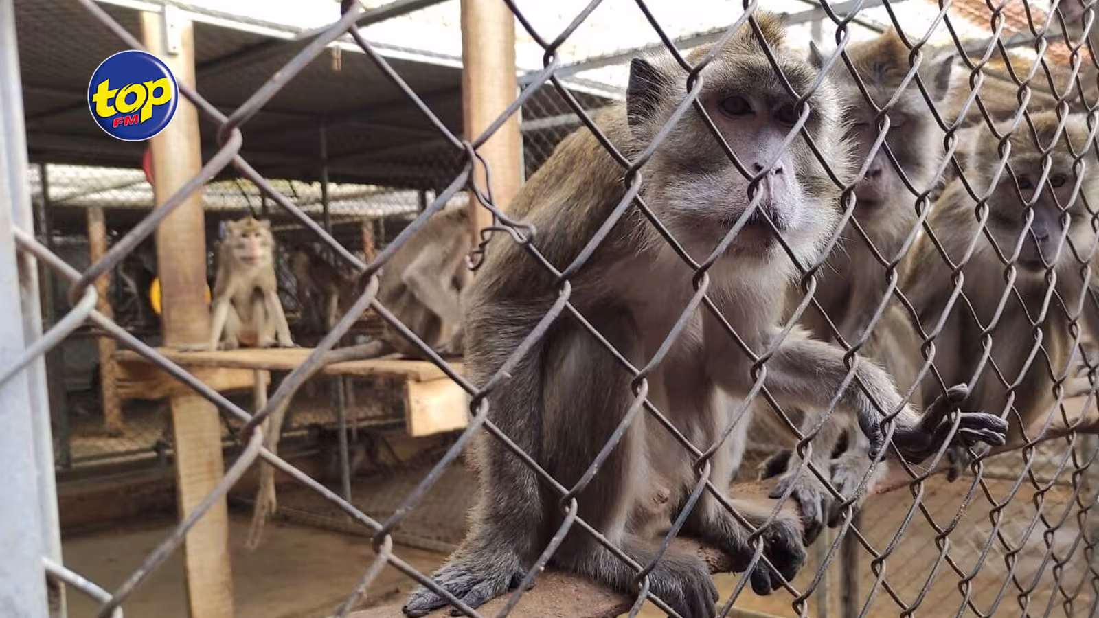Capture illégale de singes dans la région de Le Val : Aucune preuve trouvée lors d’une descente de police effectuée dans un terrain à bail, vendredi… Le plaignant dénonce une fuite d’informations