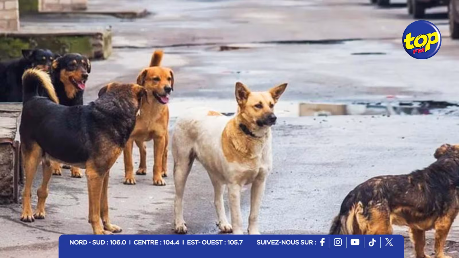 Chiens errants : l’enregistrement suffit-il vraiment ? Après le micropuçage, faut-il rendre la stérilisation obligatoire ?