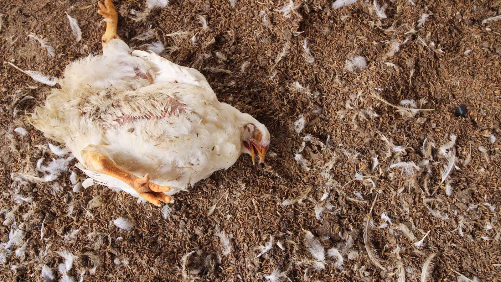 Grippe aviaire : les personnes contaminées « se sentent bien » et n’ont pas de complication