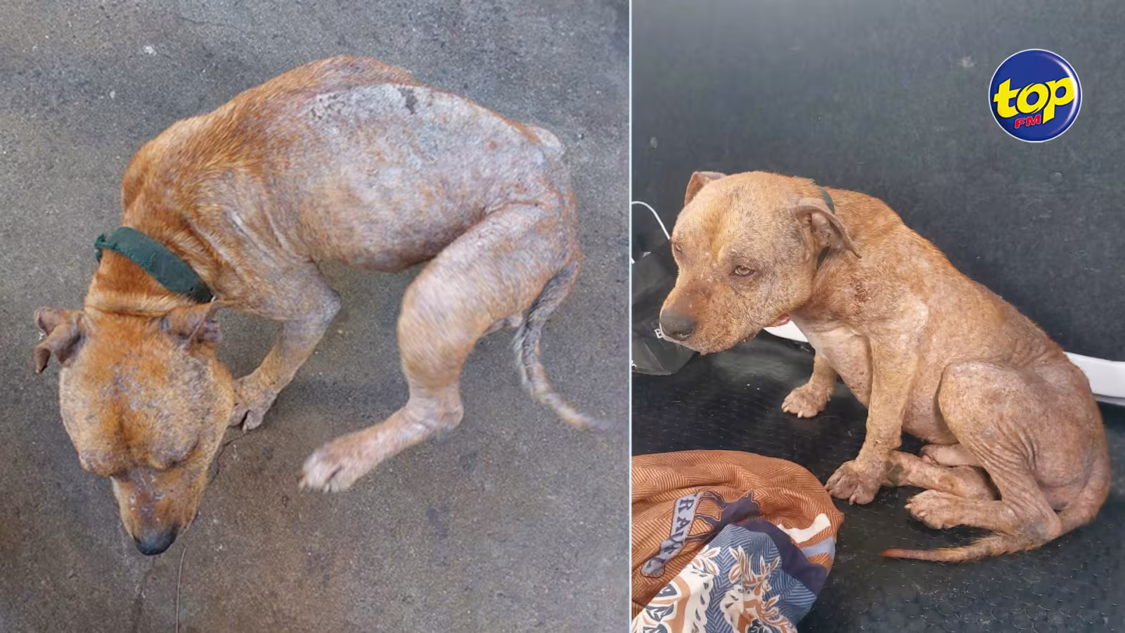 Maltraitance animale : Un Amstaff dans un pitieux état secouru par l’ONG RAID