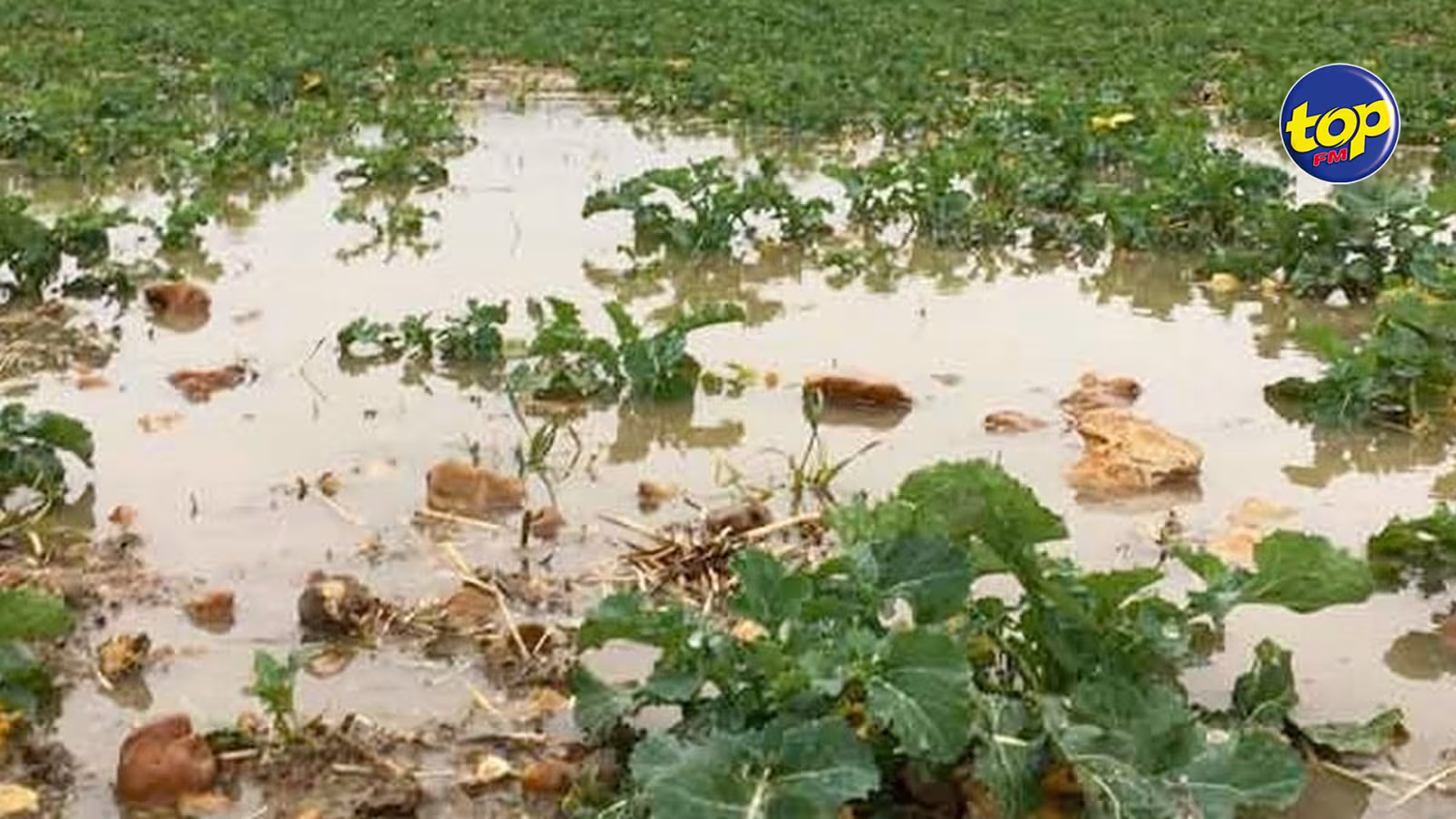 Après le passage de deux cyclones : Plus de 80% de leurs cultures détruites… les agriculteurs tirent la sonnette d’alarme