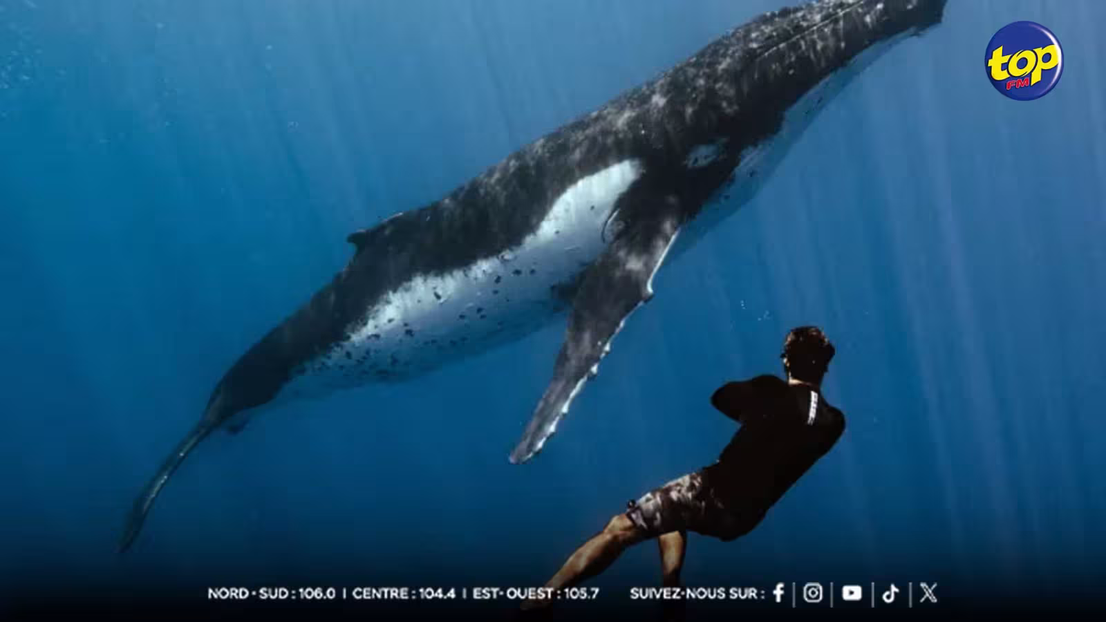 Activités illégales avec les baleines : la NCG a planifié une série d’opérations ciblées