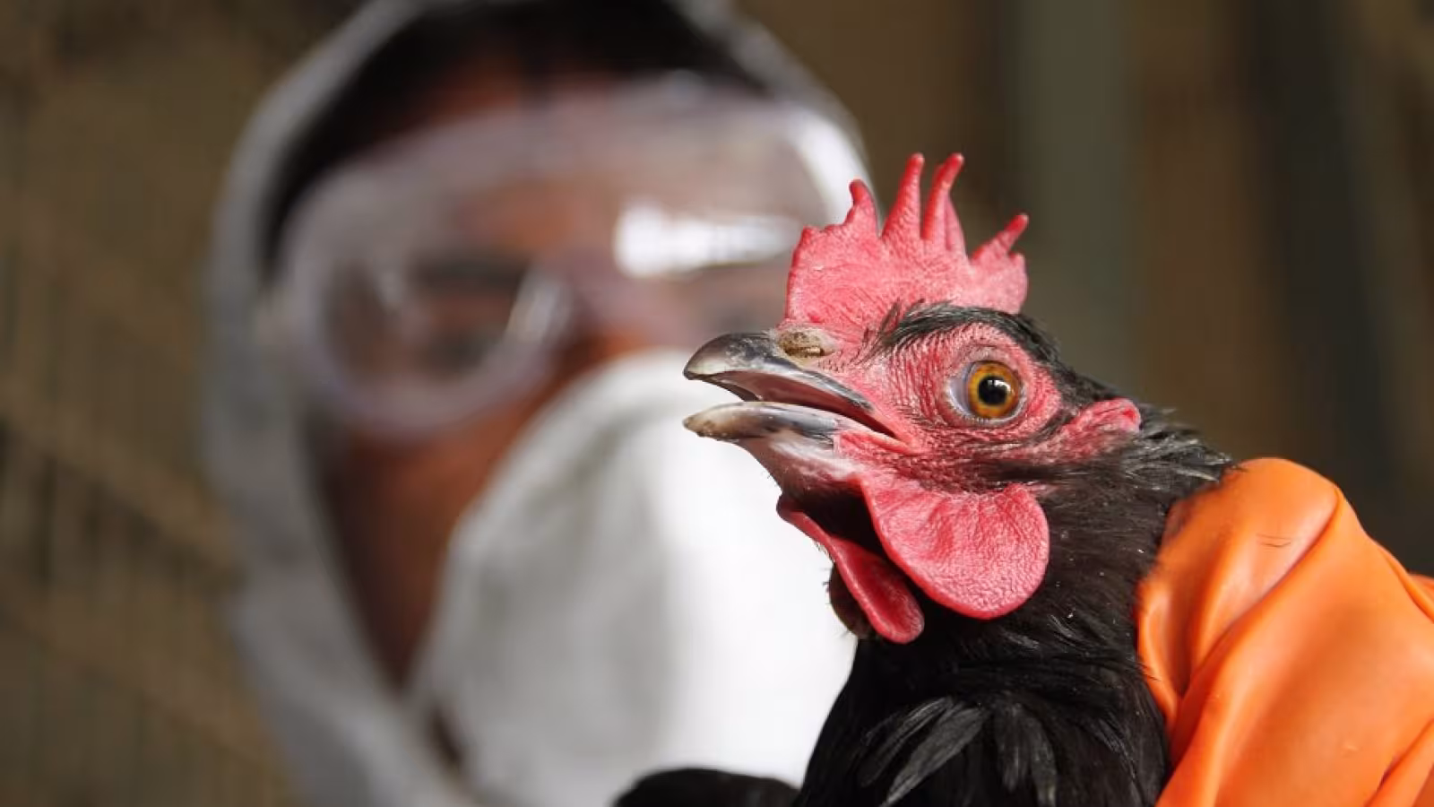 La grippe aviaire s’étend en Europe et pourrait bientôt arriver à Maurice