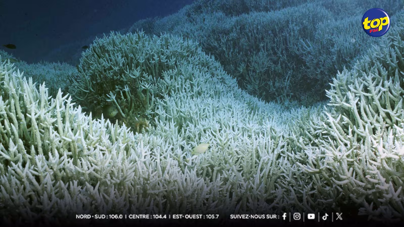 Blanchissement des coraux : Mayotte, triste reflet d’une planète en souffrance