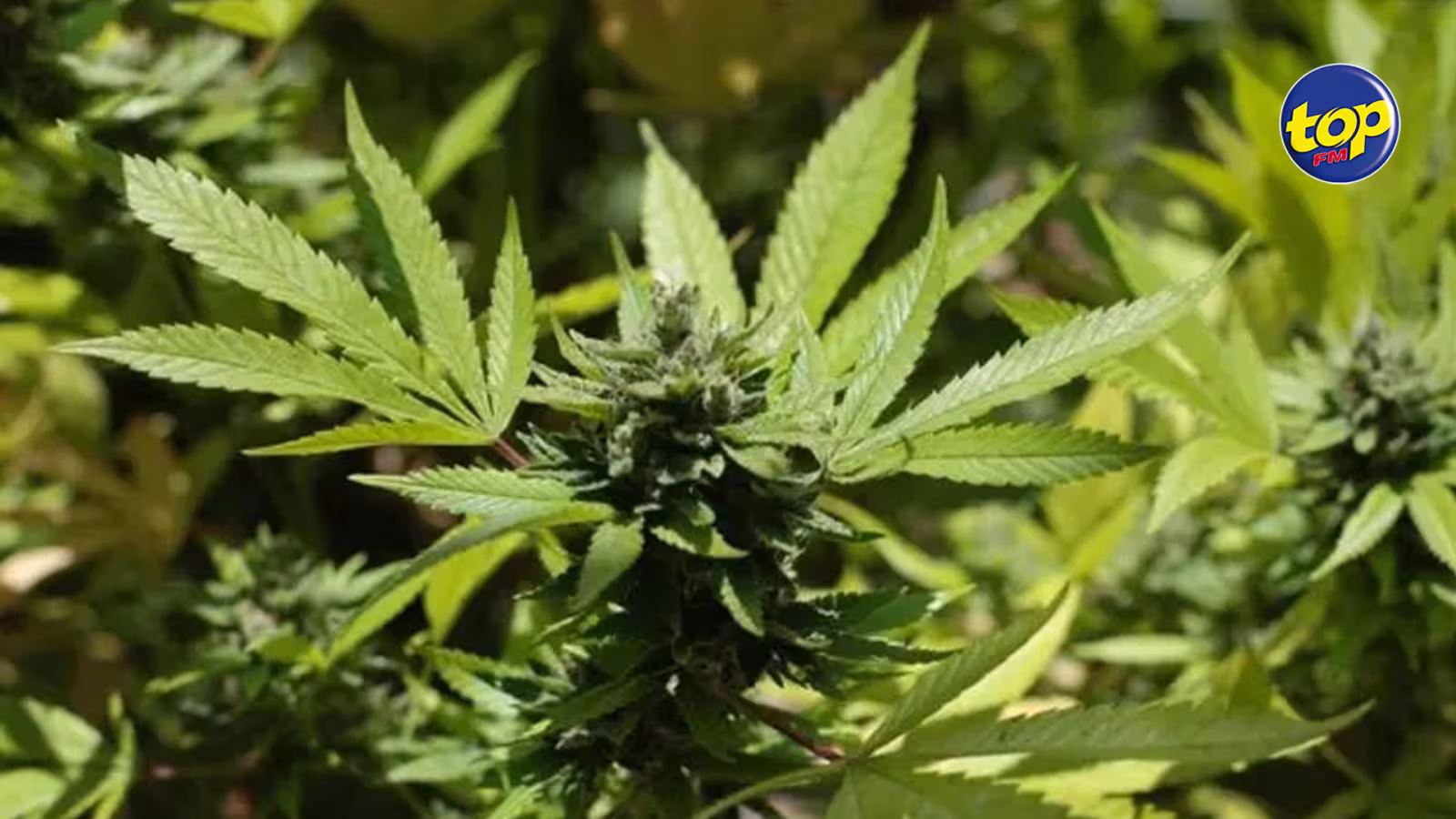 Saisie de cannabis à La Marie par la DSU : Kiran et Ajay Etwaroo arrêtés tandis que Keegan Etwaroo est activement recherché par la police