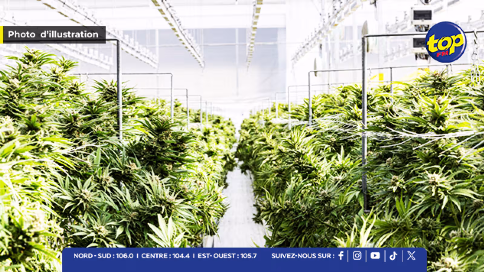 Cannabis à Maurice : entre espoir de légalisation et craintes de dérives 