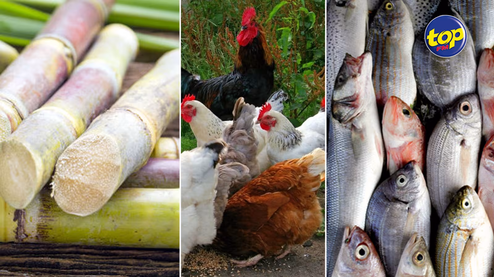 Sécurité alimentaire : La production de canne à sucre, volaille et poisson en baisse