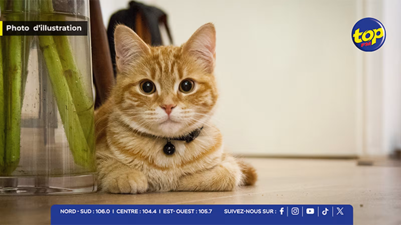 Une habitante d’Hermitage perd son chat… et Rs 2 500 dans une arnaque présumée