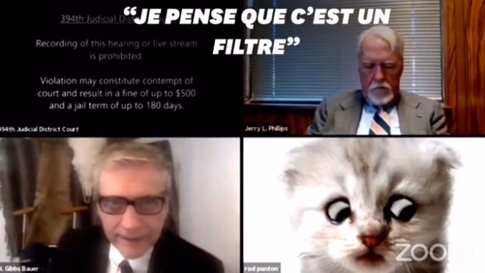 Plusieurs pays interdisent le chat que tout le monde veut : le Savannah