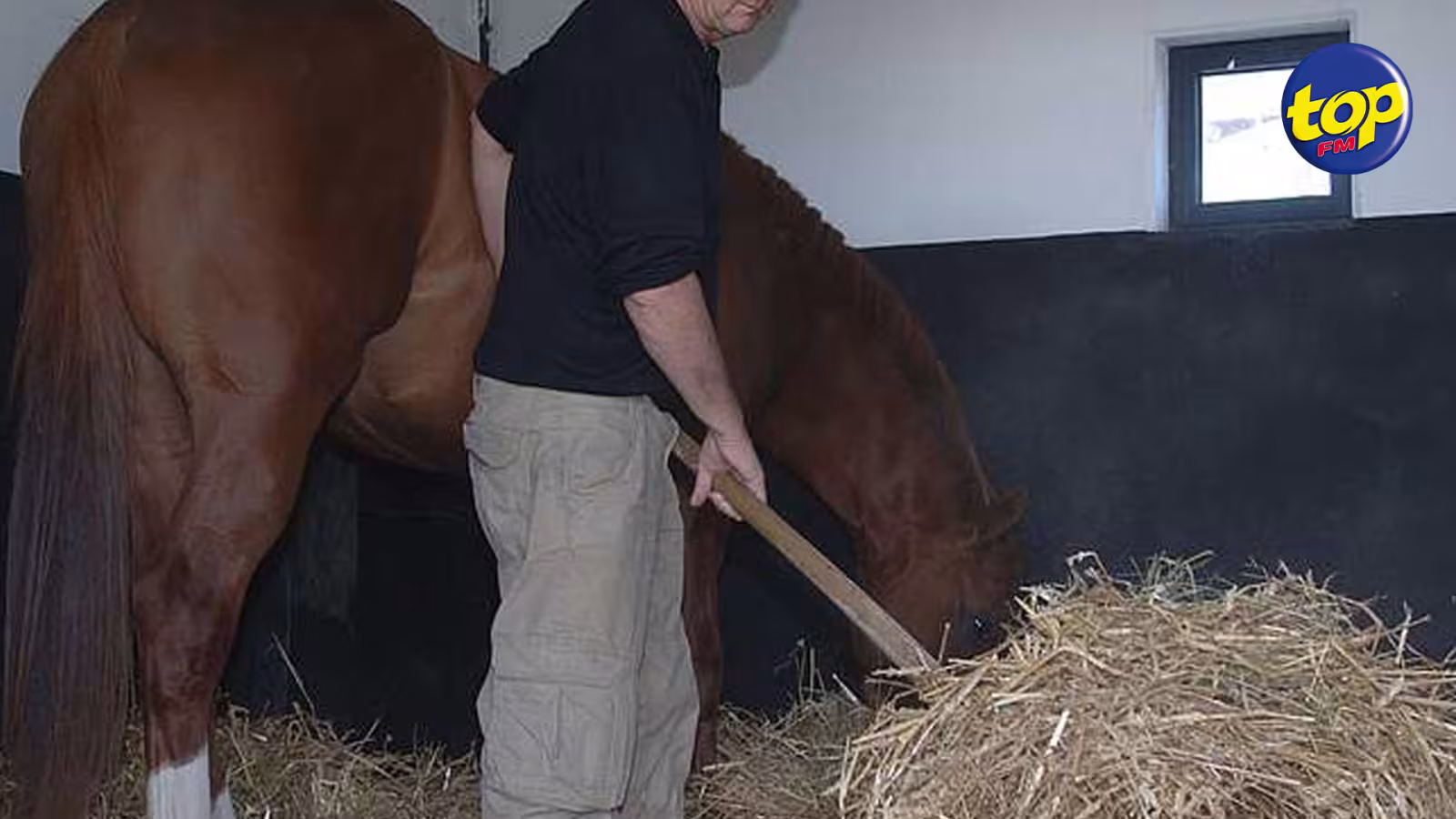 Hippisme : 4 chevaux euthanasiés pour raisons de santé