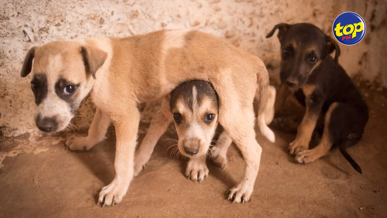 Pour avoir sauvagement battu et pendu une chienne : L’agresseur, accusé de cruauté envers un animal, de nouveau devant la justice ce mardi