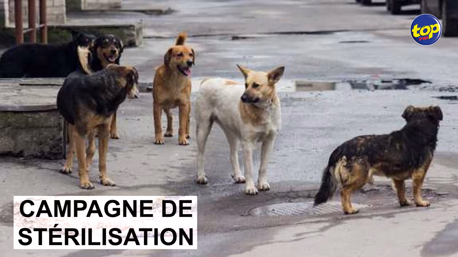 Une collecte de fonds lors du marathon de Londres pour venir en aide aux chiens et chats errants de Maurice : « La stérilisation est la seule solution », conseille  Jane Dunsmore du groupe Furry Friends