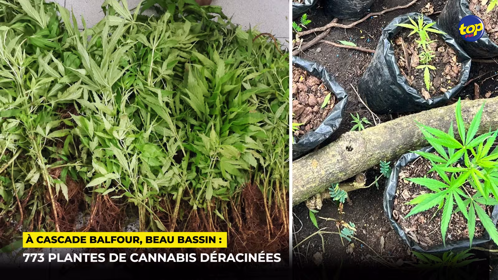 À Cascade Balfour, Beau Bassin : 773 plantes de cannabis déracinées