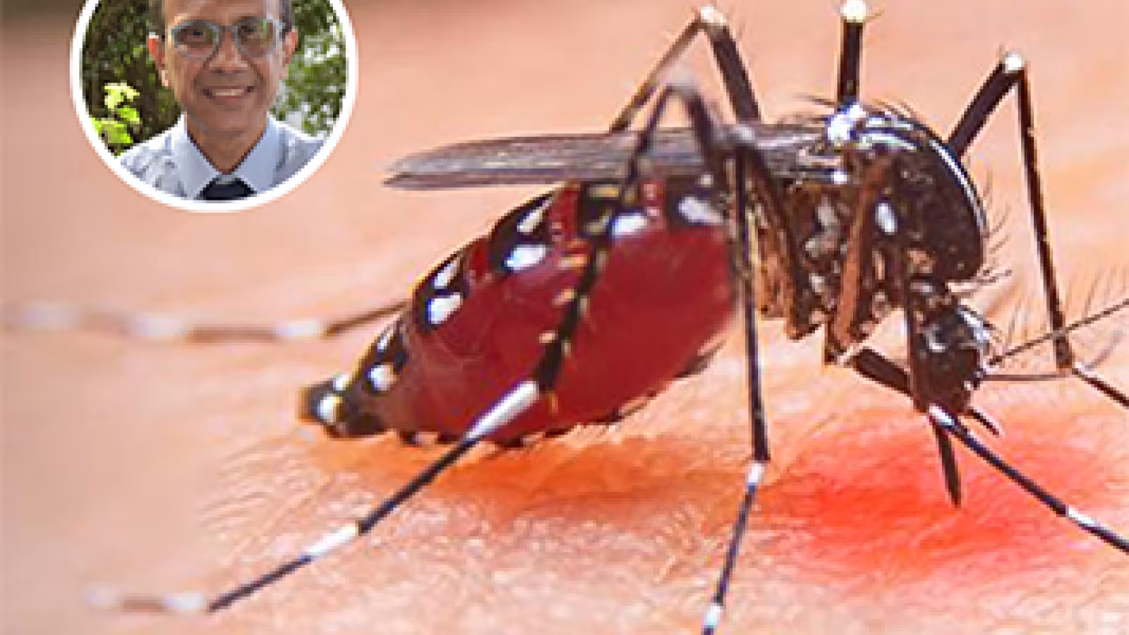 Dengue et Chikungunya : Aucun nouveau cas enregistré aujourd’hui