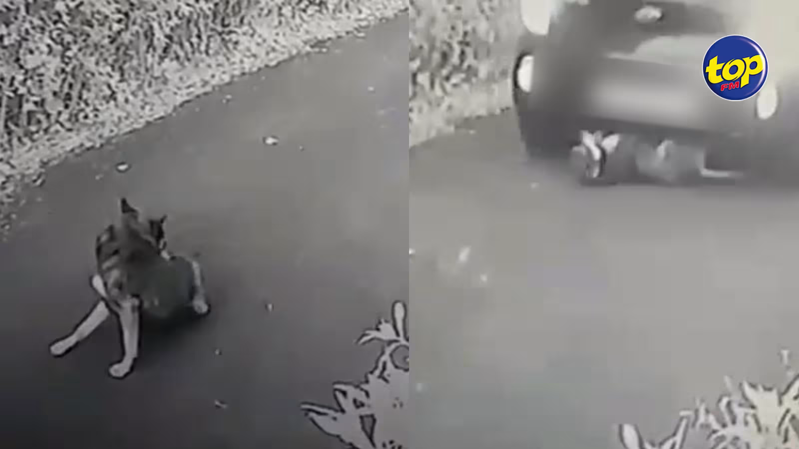 Cruauté envers les animaux : “Mon voisin a roulé sur mon chien…c’est un acte délibéré », s’insurge la propriétaire