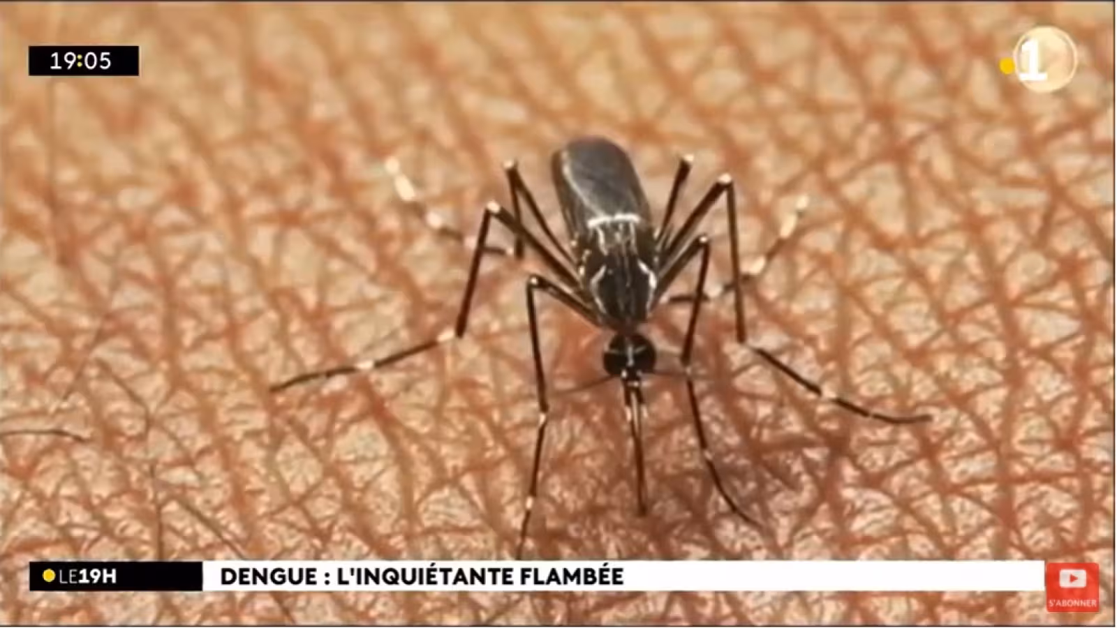 Dengue : Aucun cas enregistré ce lundi