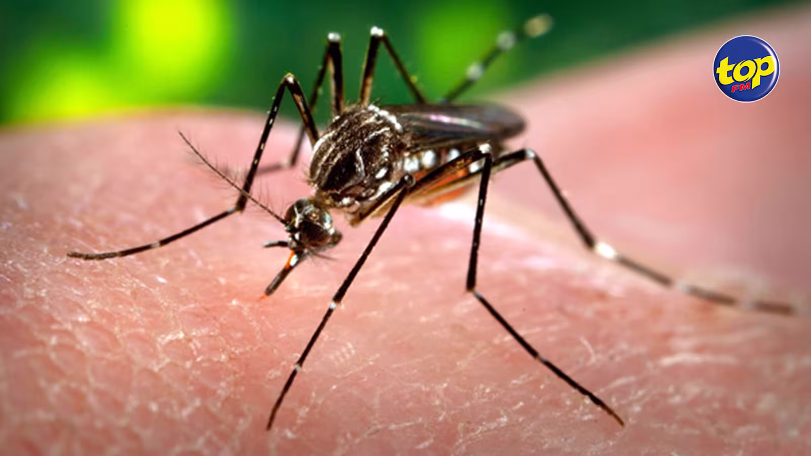 Fièvre dengue : Trois cas actifs à Maurice et aucun à Rodrigues