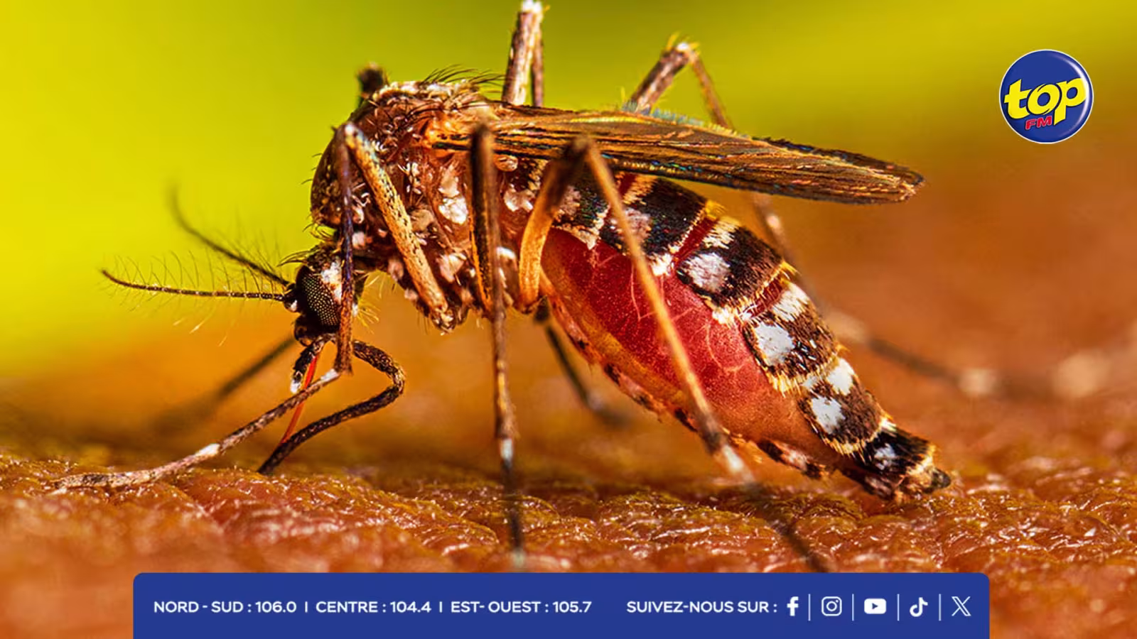 Explosion de cas de dengue et de chikungunya à Nagpur en Inde : 54 nouveaux cas recensés en huit jours depuis début août 