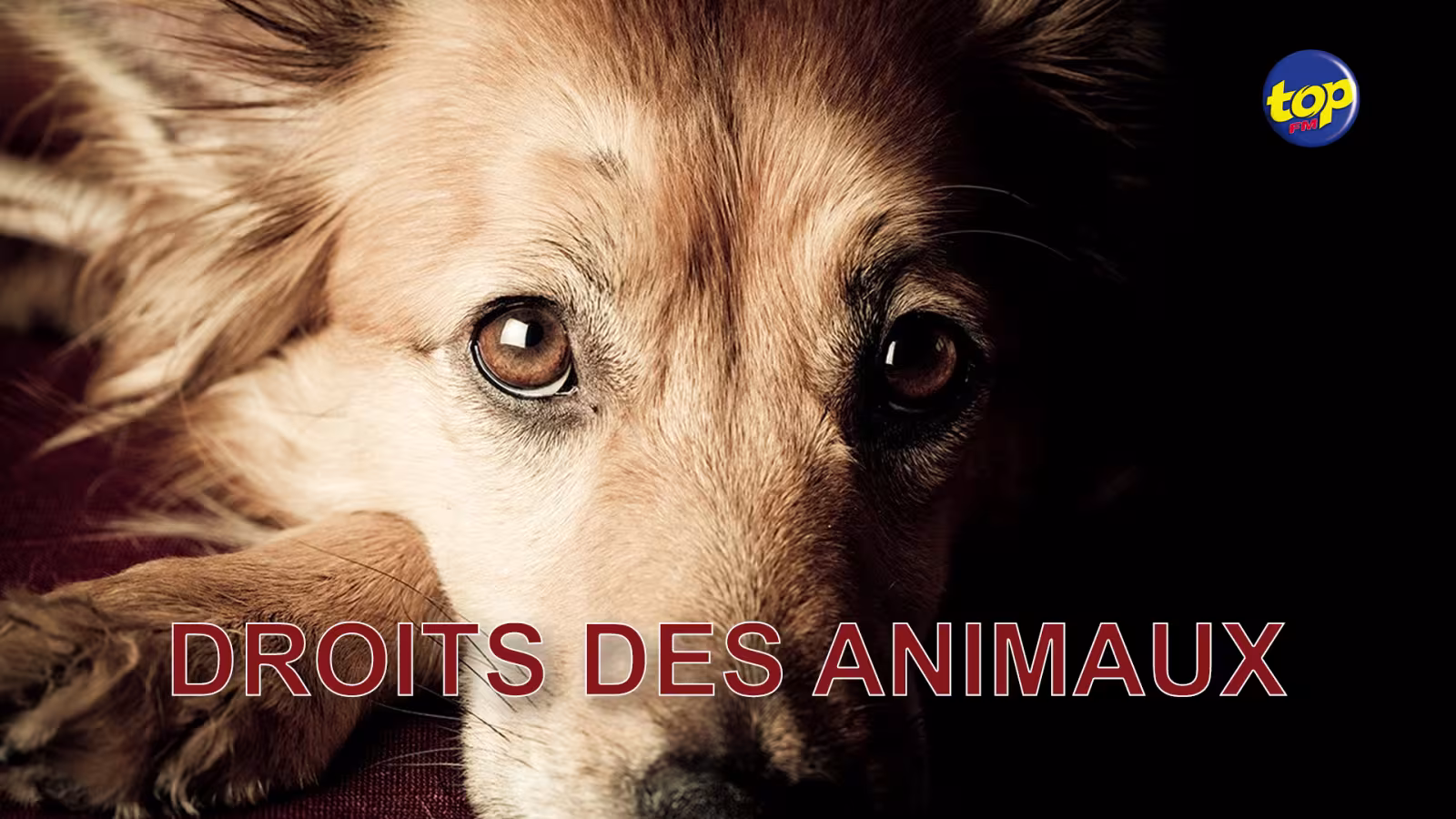 Les secouristes tirent la sonnette d’alarme sur le manque de compassion à Maurice, en cette journée Internationale des Droits des animaux : la maltraitance , et  l’abandon des animaux persistent dans l’ile