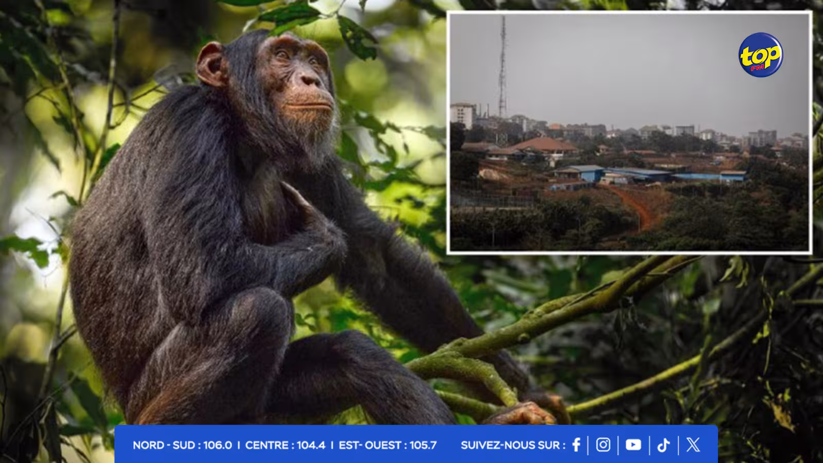 Des habitants de la région de Bossu, en Guinée, ont saccagé un centre de recherche sur les chimpanzés la semaine dernière.