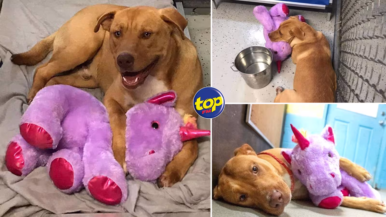Aux États-Unis : À force de voler une peluche licorne rose, ce chien errant se la voit finalement offrir par une association