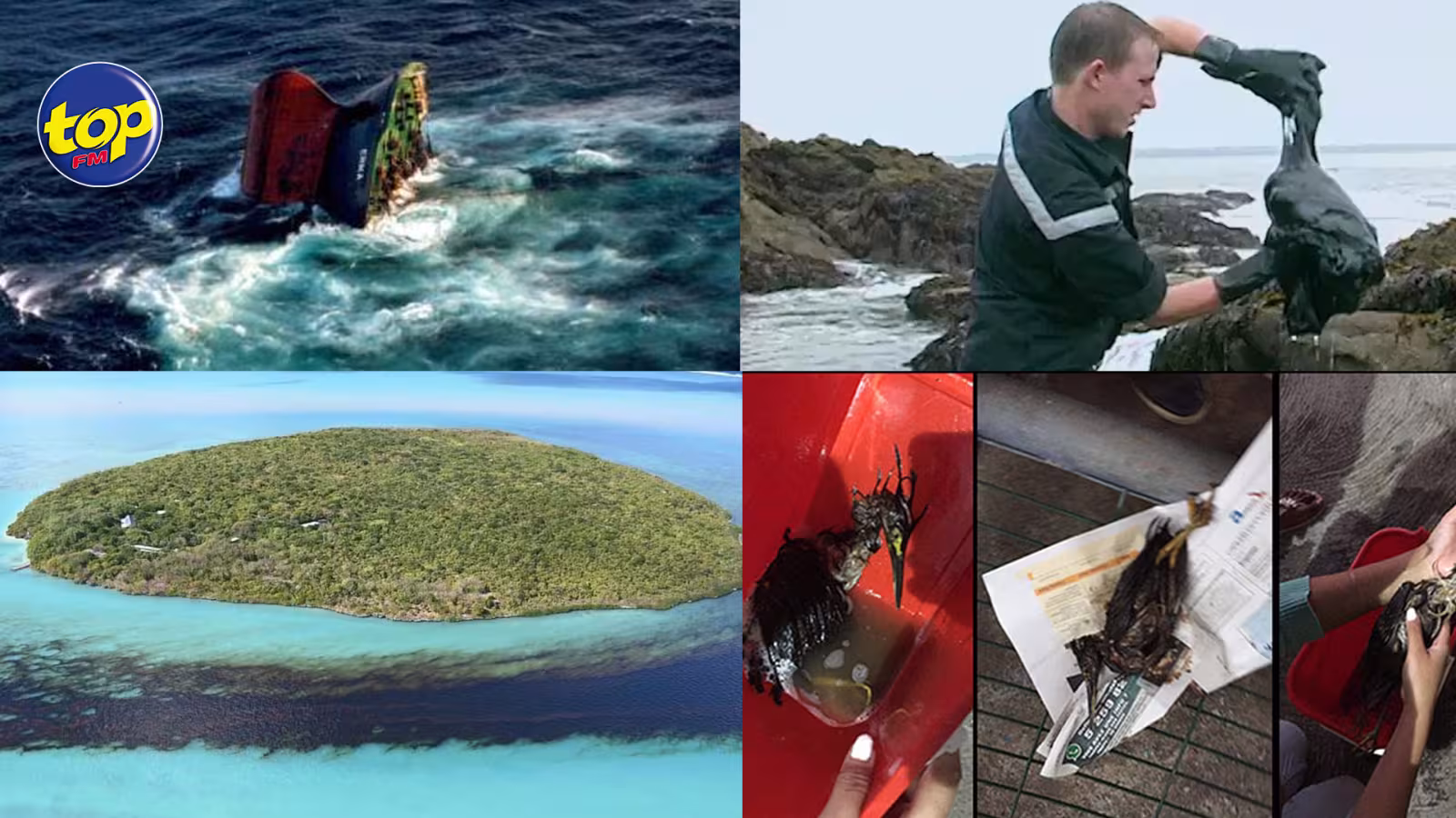 Catastrophes écologiques en mer : difficile de ne pas penser au naufrage de l’Erika en France et surtout à l’oiseau couvert de pétrole