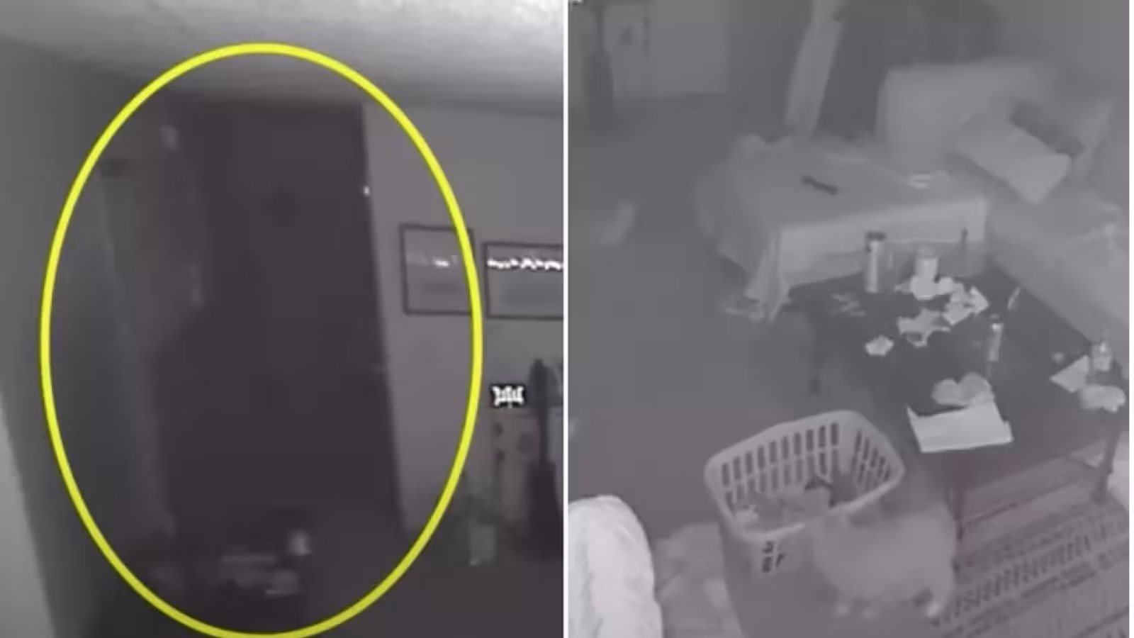 Filmé par une caméra de surveillance, un «fantôme» effraie des chats