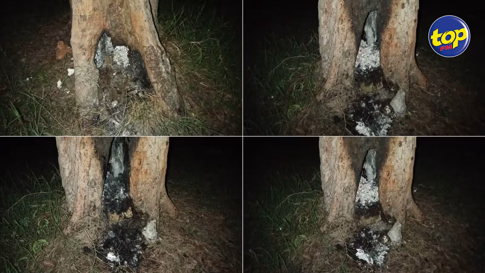 À Balaclava : Des pique-niqueurs mettent le feu à un filao, une négligence humaine vivement décriée par le fondateur de l’ONG Second Chance Animal Rescue