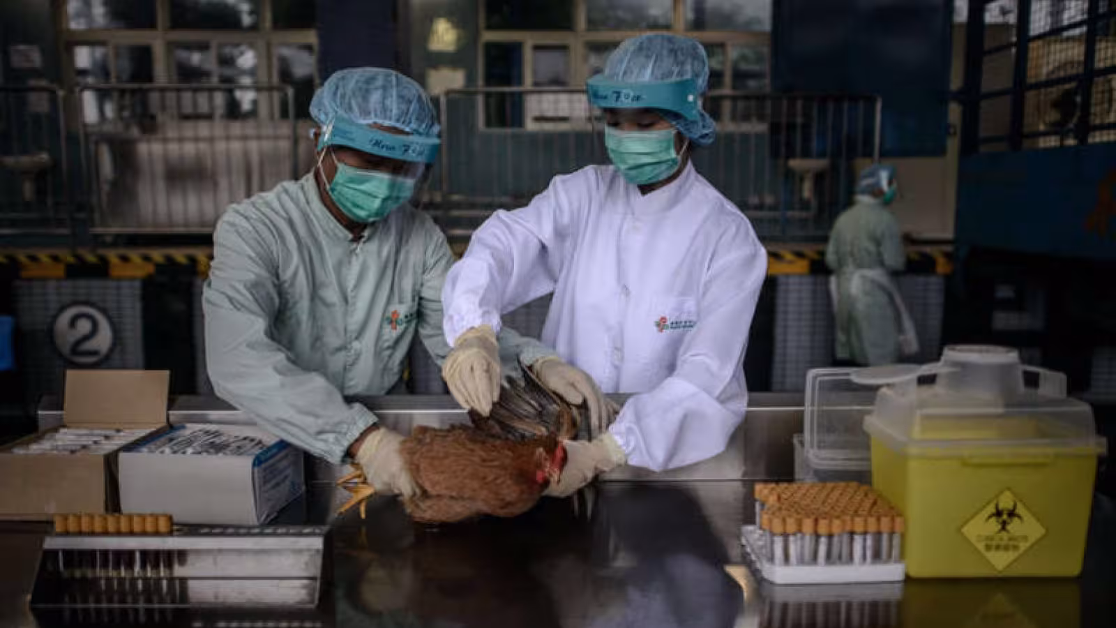 La Chine signale un cas humain de grippe aviaire H5N6