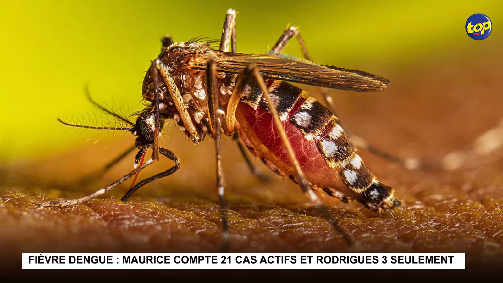 Fièvre dengue : Maurice compte 21 cas actifs et Rodrigues 3 seulement