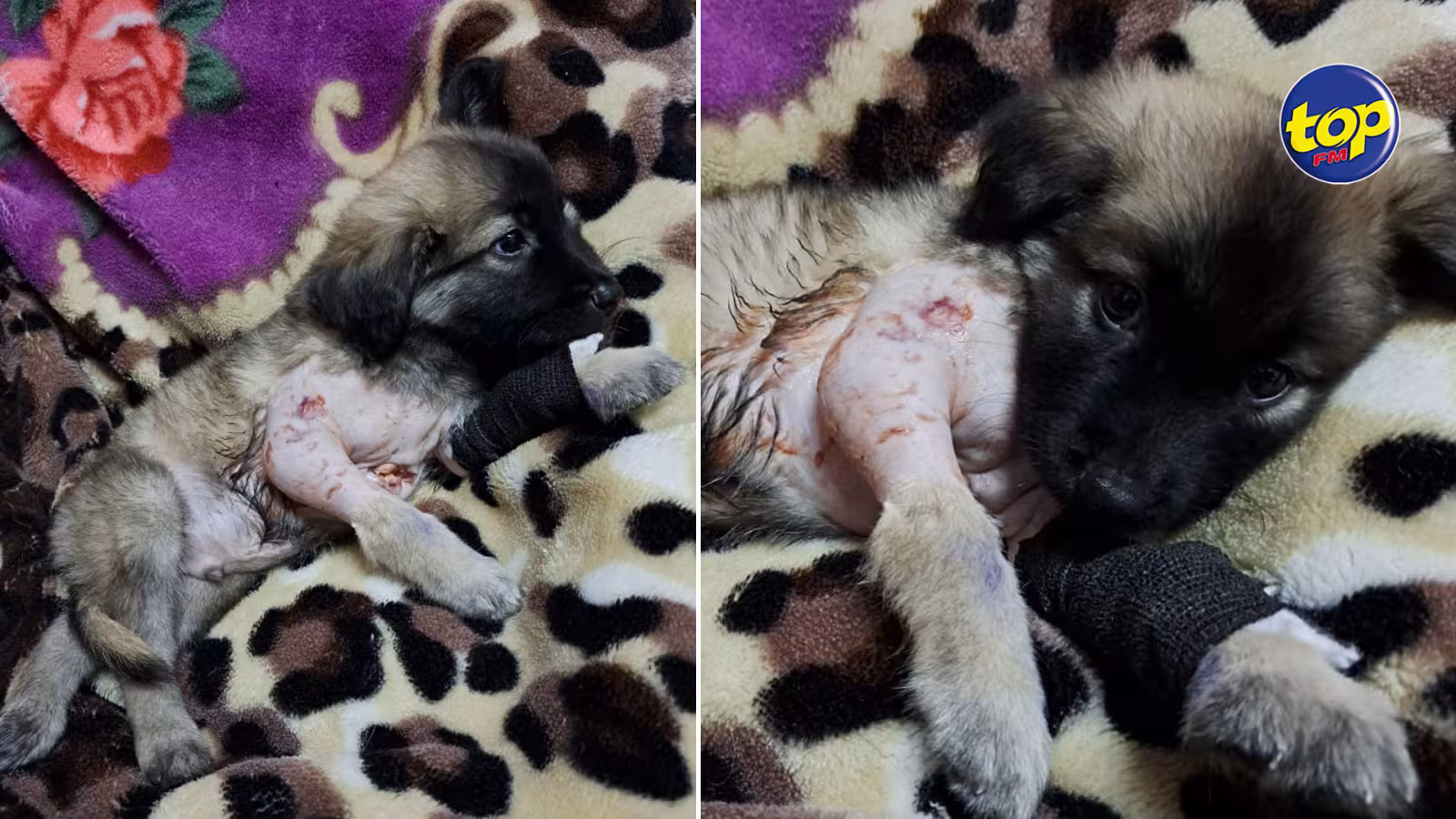Goofy, un chiot de deux mois cruellement battu par son propriétaire, souffre le martyr : « Il y a encore trois bébés et leur maman qui sont en danger…MSAW doit intervenir aujourd’hui pour leur sauver la vie », plaide  la secouriste Pretty Saachi