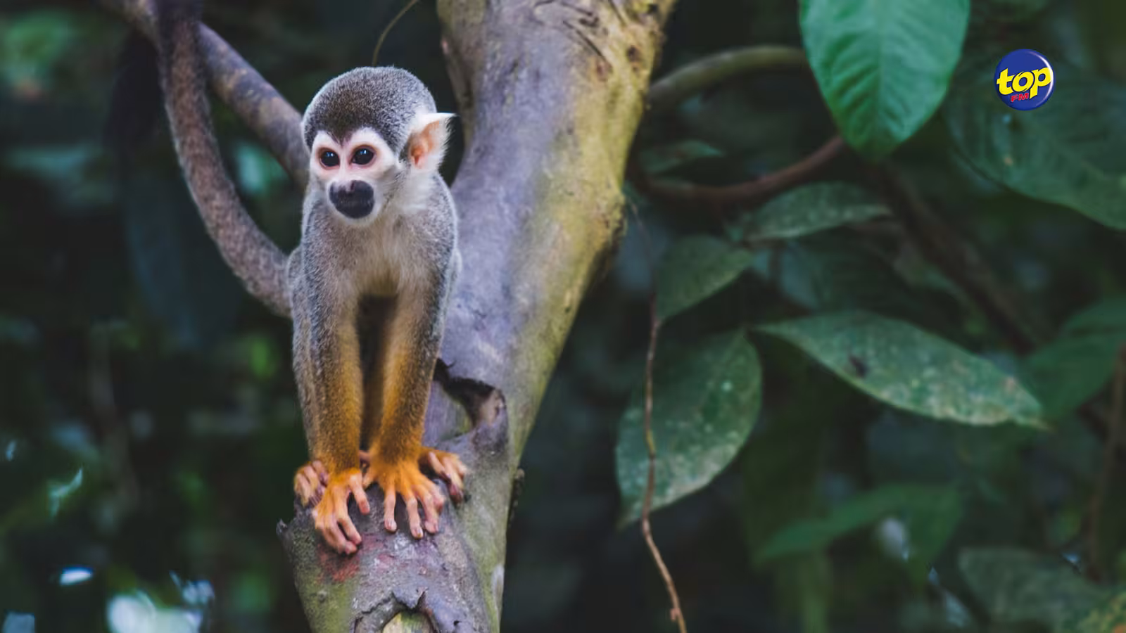 HONG-KONG-ZOO