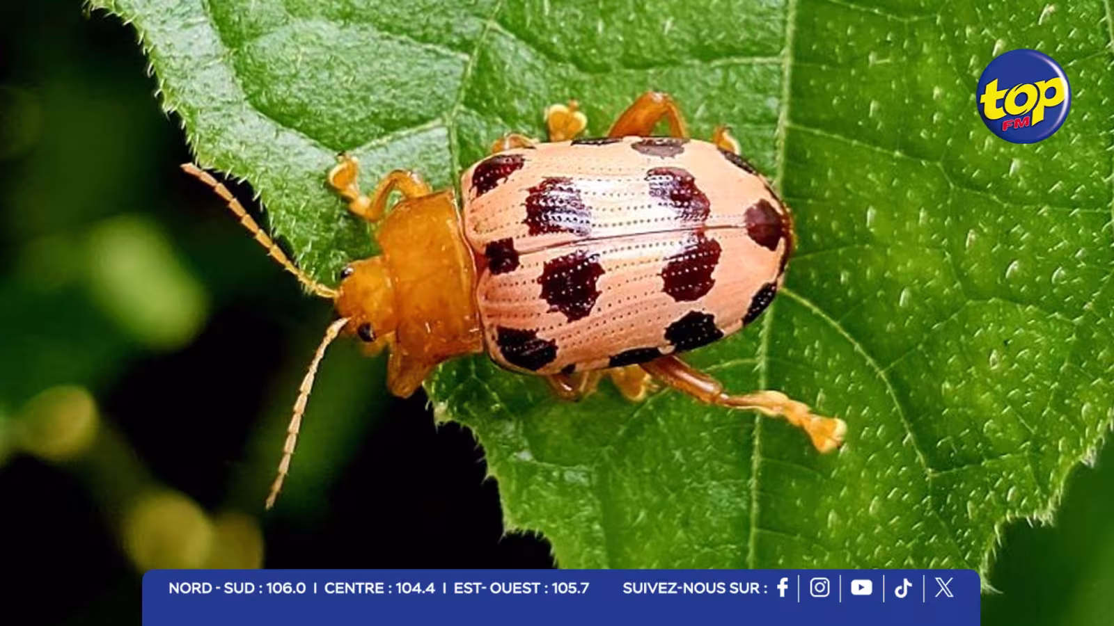 Hog-Plum-Beetle