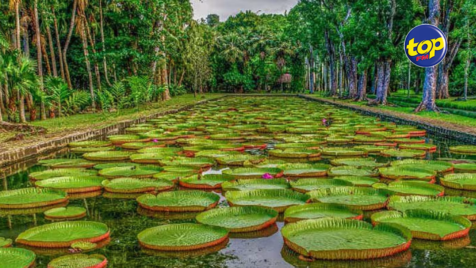 Jardin botanique Sir Seewoosagur Ramgoolam dans un piteux état :  ‘C’est enn crime contre la nature, bisin revoir so conseil administration’ dénonce Georges Ahyan