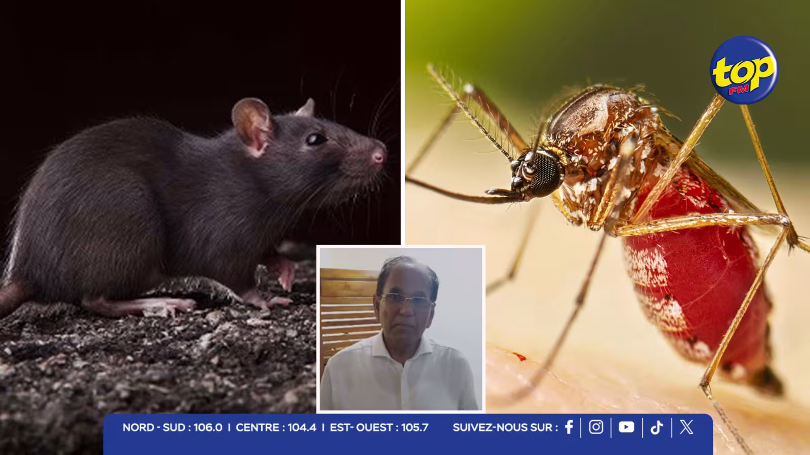 Leptospirose, dengue