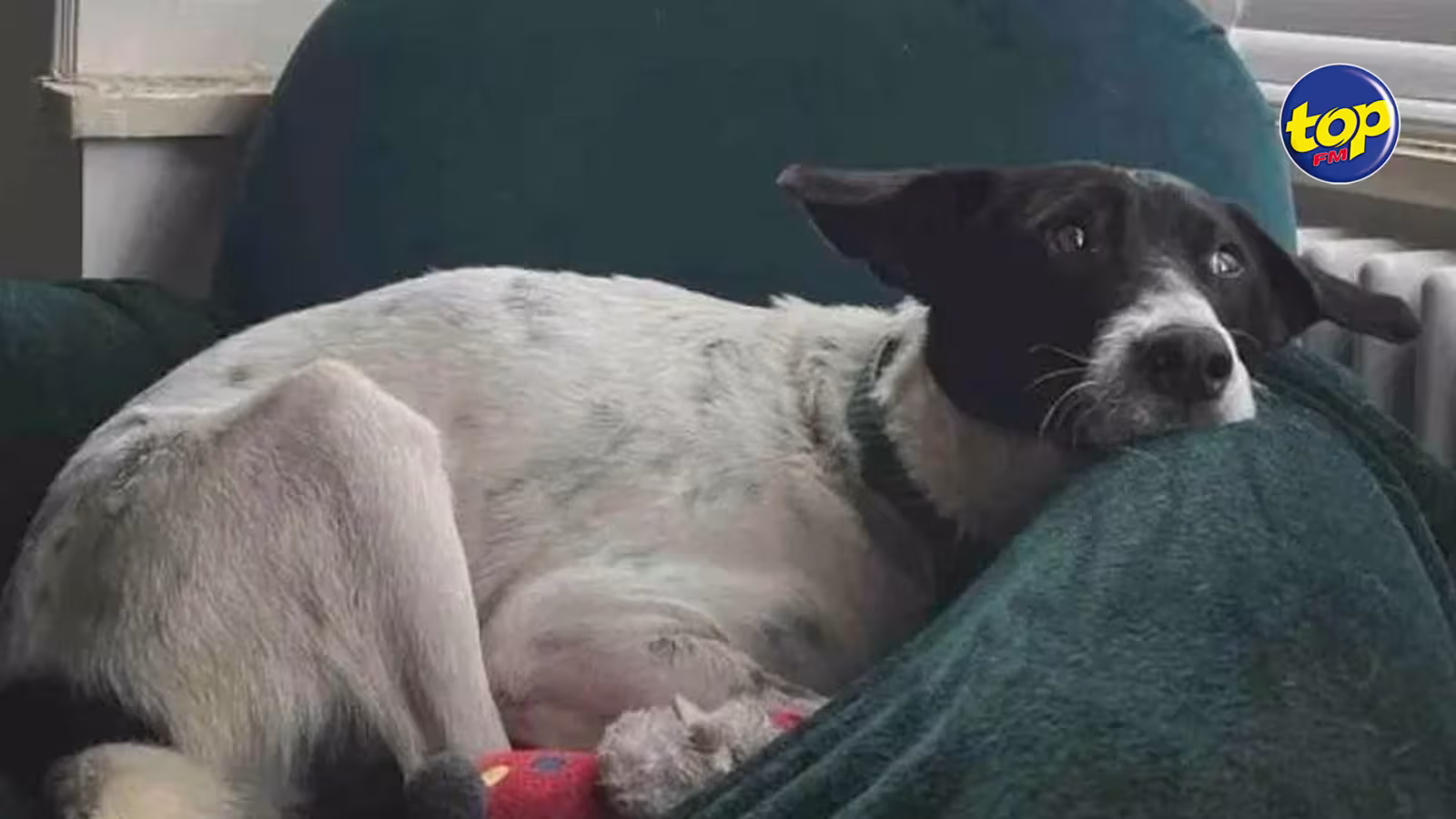 Atteint d’un cancer, l’ex-chien de rue a reçu plusieurs balles dans la tête à Maurice : Adopté par des britanniques, Moo, 2 ans, doit subir une intervention chirurgicale… Ses propriétaires lancent une collecte pour récolter £3500