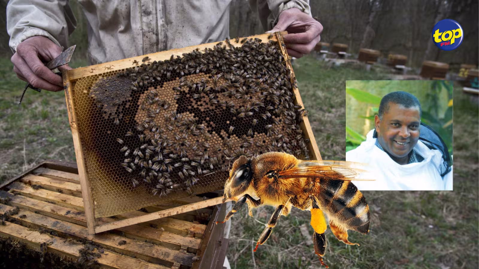 Journée mondiale : « Le déboisement et l’urbanisation mettent en péril la survie des abeilles », affirme Michaël Lafrance, apiculteur