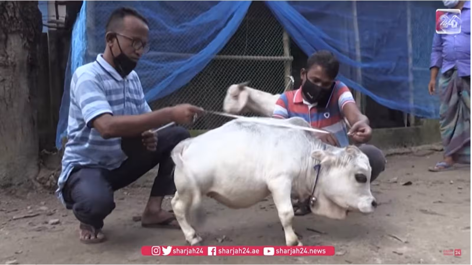 Au Bangladesh, une vache naine fait fureur