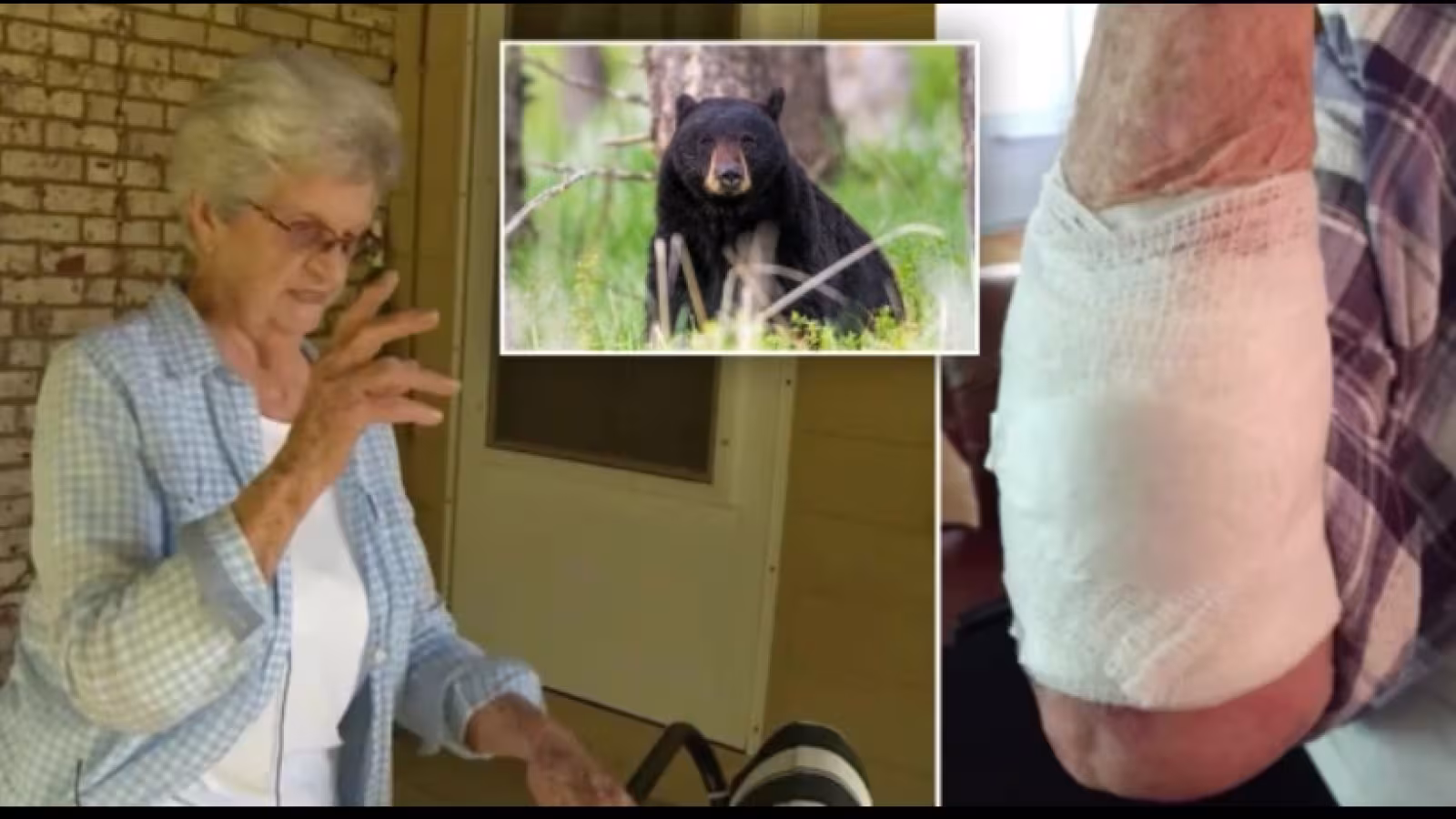 Une femme de 90 ans combat un ours avec sa chaise – l’animal euthanasié