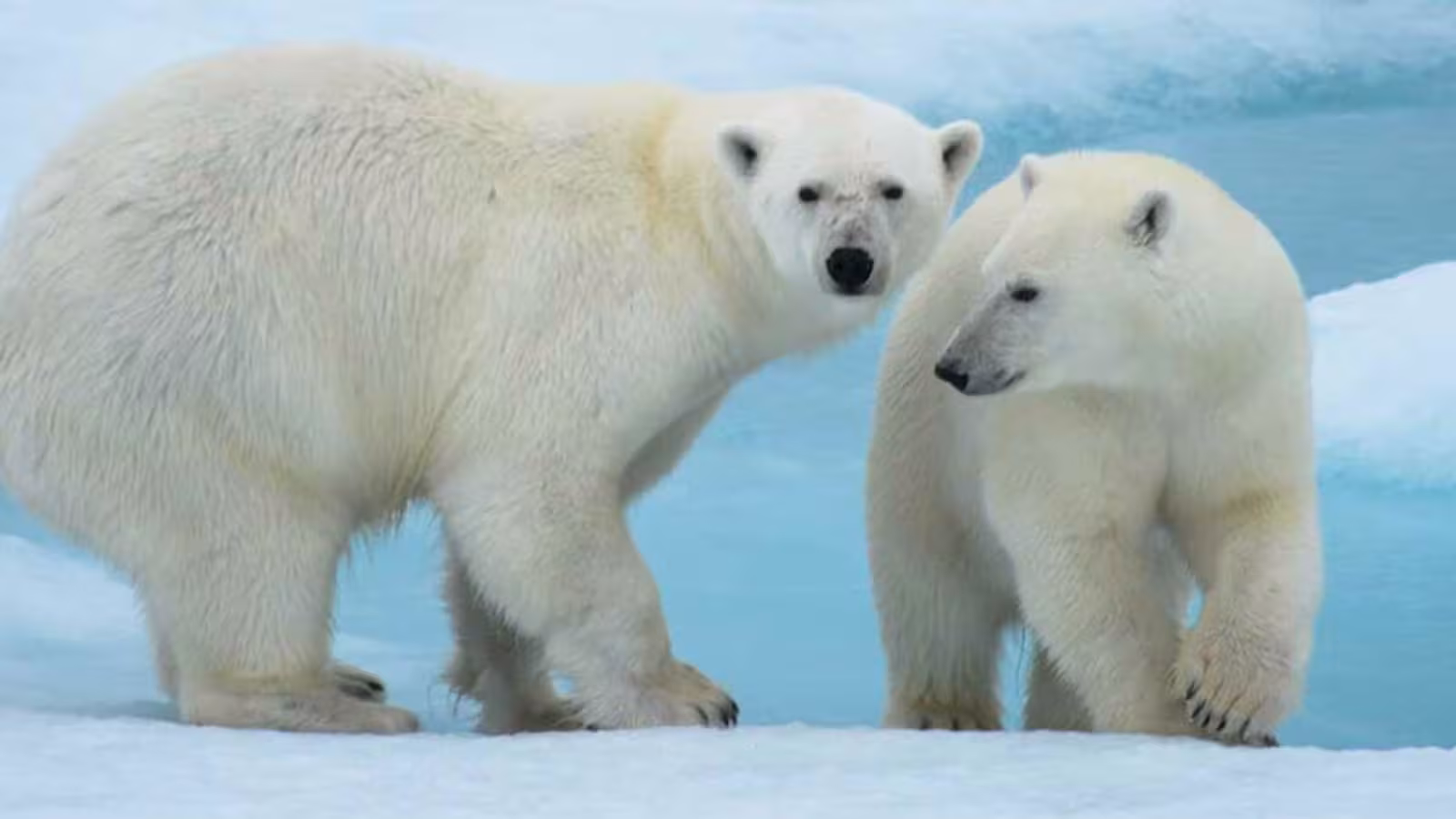 Journée internationale de l’ours polaire