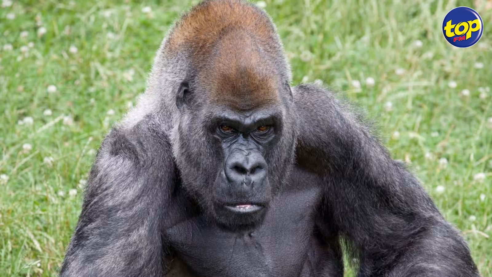 Ozzie, le plus vieux gorille du monde, est mort à 61 ans