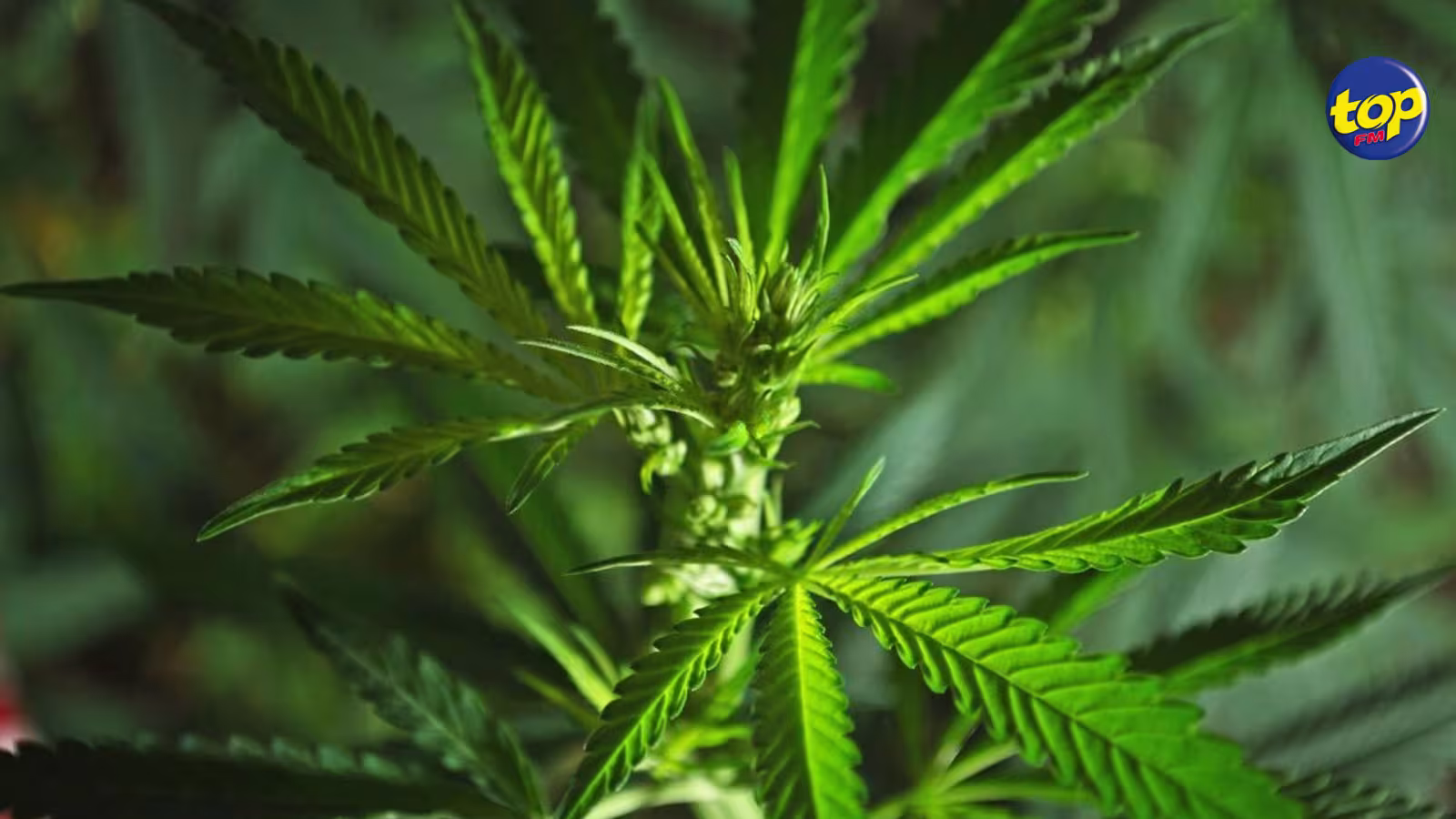 À Batterie Cassée : Un homme d’une trentaine d’années arrêté pour possession de cannabis
