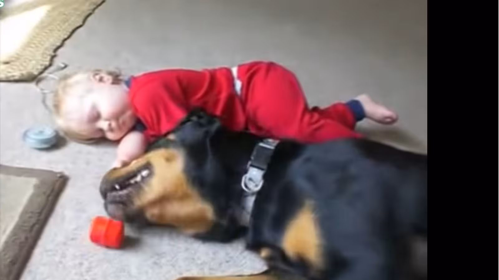 Faut-il avoir peur des Rottweilers ? À Maurice oui