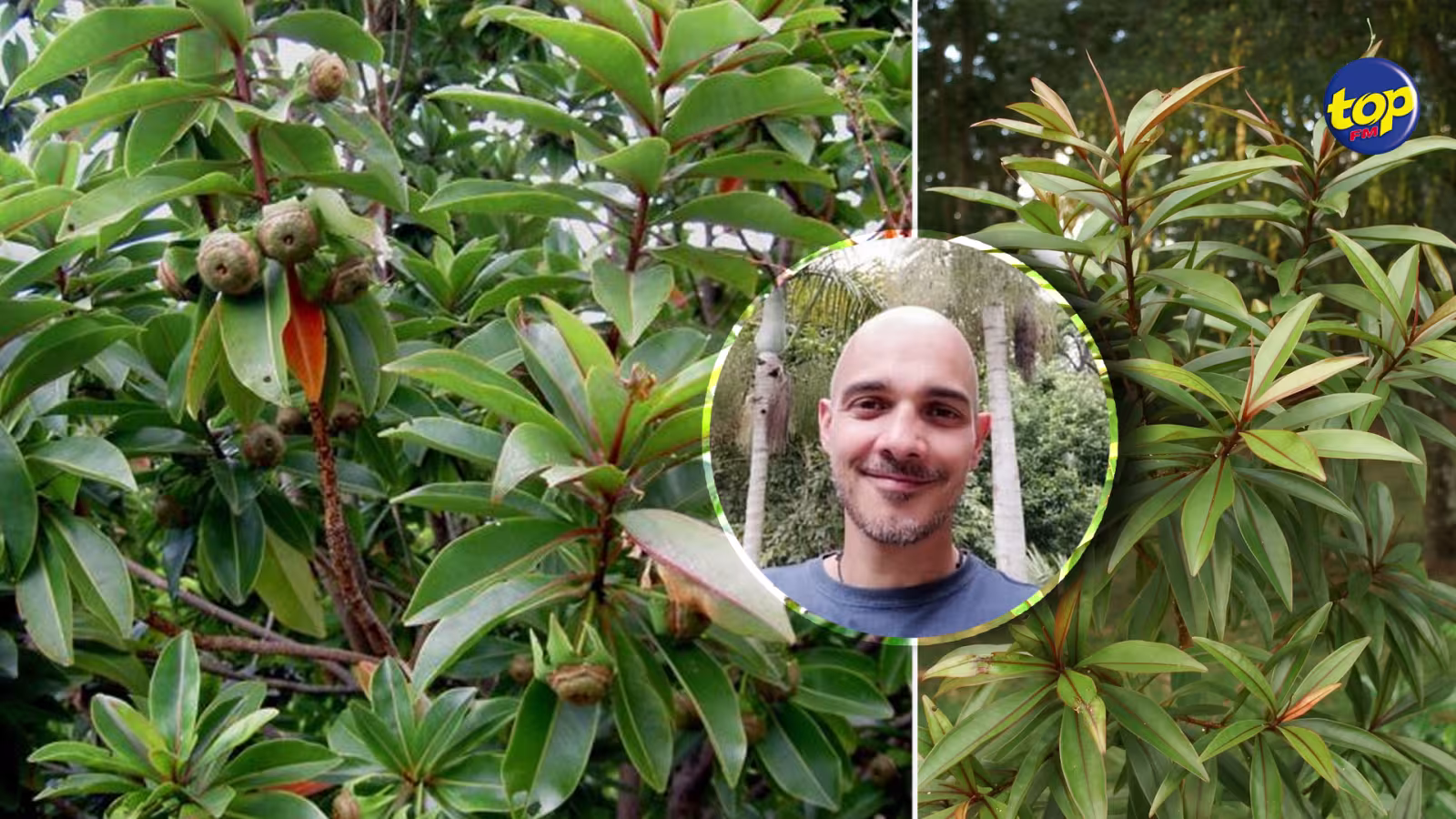 Extension de la piste d’atterrissage de Plaine Corail: “Tout le monde était bien au courant des enjeux de ces plantes endémiques” dit la branche rodriguaise de la Mauritius Wildlife Foundation