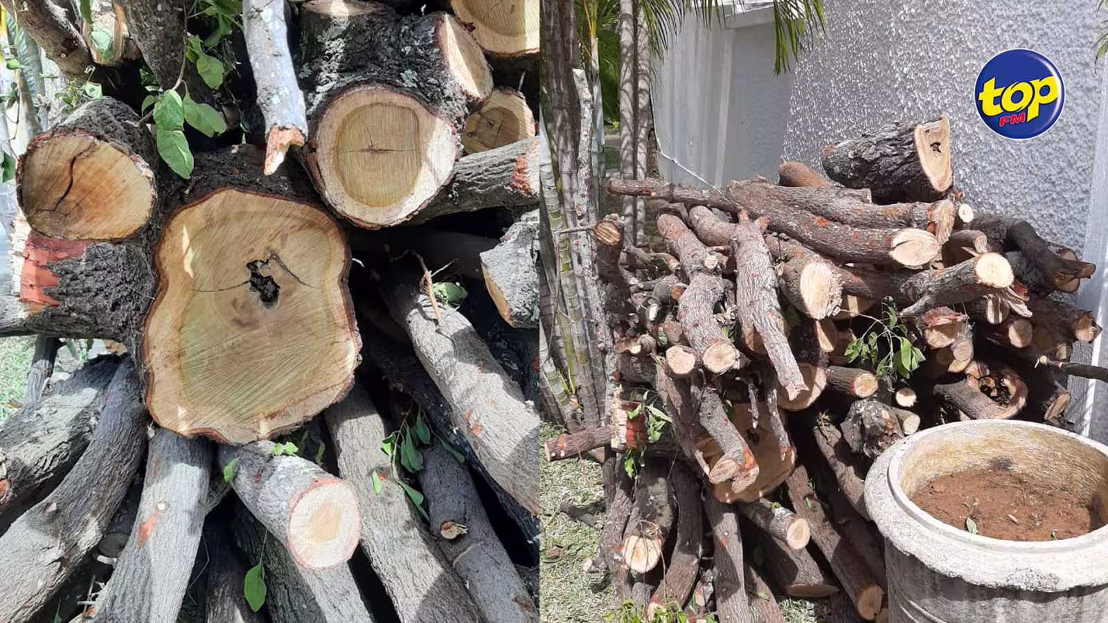À Cap Malheureux : du bois de santal saisi sur un terrain appartenant à l’État